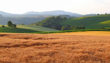 Mild seven hills of Biei, three years ago today (Hokkaido)