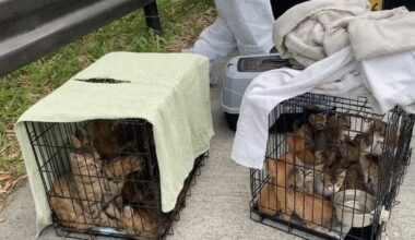 70 cats, some dead, found inside couple's van in east Japan - The Mainichi