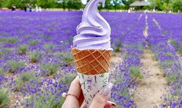 Hokkaido’s lavender farm’s lavender ice cream!