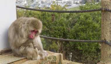 Arashiyama Monkey Park