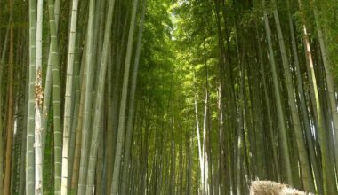 Bamboo grove in Adashino Nenbutsu-ji.