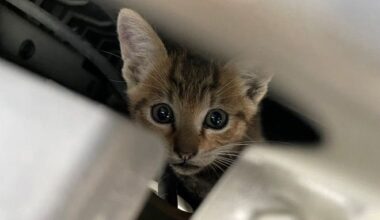 Drivers, beware of cats taking shelter from the storm