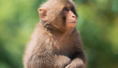 Some pics I took at Arashiyama Monkey Park Iwatayama