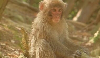 The look you get when you see how many tourists there are in Arashiyama.