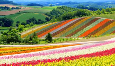 Vibrant colors at Shikisai Hill, three years ago today (Hokkaido)