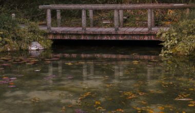 monet pond