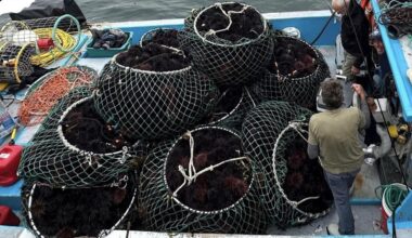 How much do you think a bag of Santa Barbara sea urchin weighs?