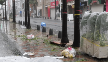 I've seen this photo in german news today in an article about the storm...but I am wondering why there are nets around the plant pots. Is it to protect plants from insects/animals or is it because of the storm?