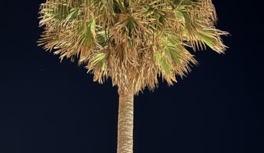 A Cabbage Palm in Kamakura