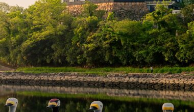 Okayama Castle with some local wildlife [OC]