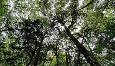 Aokigahara forest