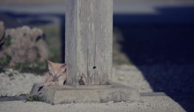 Cat In Okinawa