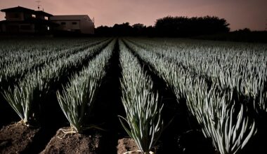 Ibaraki onion field.