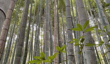 Arashiyama Bamboo Grove