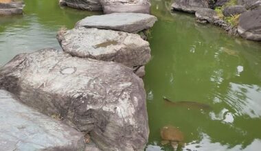 Turtles saying hi at Kiyosumi Garden [OC]