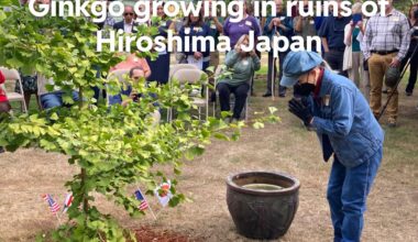 Ginkgo trees: A symbol of hope and resilience in the face of adversity