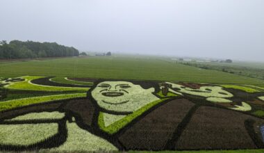 Rice art!