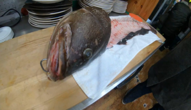 I don't know what type of fish it was (someone mentioned a grouper of some kind?), but I filmed it at Jeju Island in South Korea :) We had Hamachi sashimi at this restaurant, and it was truly delicious!