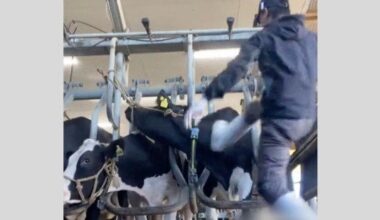 Former Farm Worker Fined ¥200,000 for Animal Abuse by Kicking Cows in Viral Video