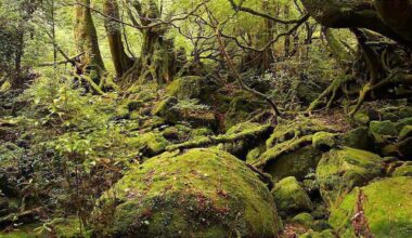 The Road Moderately Travelled: Yakushima