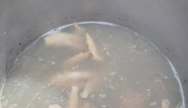 I made some tonkotsu ramen with chashu