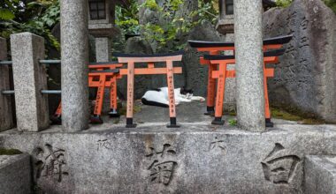 Sleepy cat in a shrine at fushimi inari