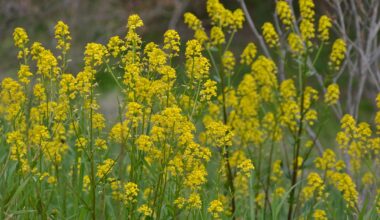 Wild Nanohana (Canola Flowers) - Gunma Prefecture