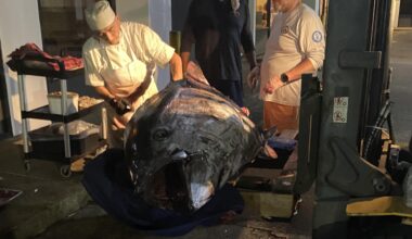 The sushi place next to my job was carving up this giant 700 pound bluefin tuna