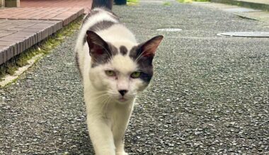 Curious cat in Yuda Onsen, Yamaguchi.