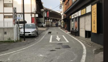 Cats of Kusatsu Onsen Town - Gunma Prefecture