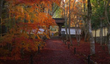 Autumn leaves at Jizoin Temple, known as the temple of bamboo in Kyoto