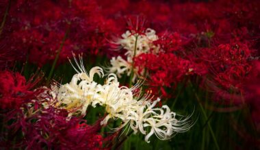 Red and White Spider Lilies (Kinchakuda Manjushage Festival)