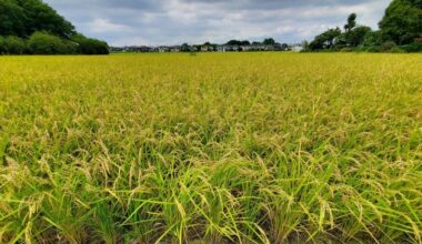 Hay fever-fighting rice to be part of Japan's economic stimulus