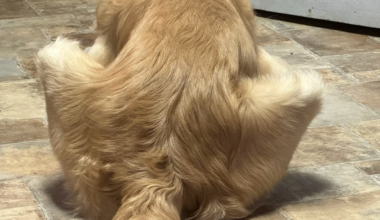 Noticed that my dog’s butt looks like the IWGP World Heavyweight Championship