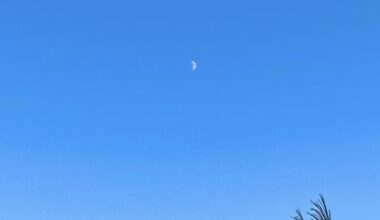 Moon and pampas grass in Yokohama.