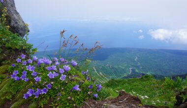 Summit Flowers on Mt Rishiri, Hokkaido