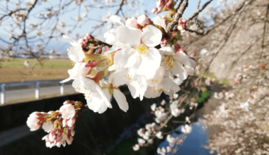 Cherry Blossoms.