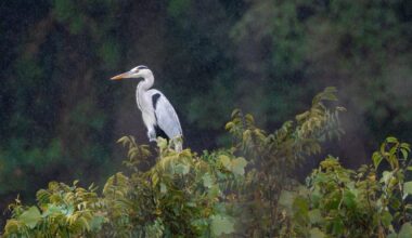 A grey heron, Yamanashi