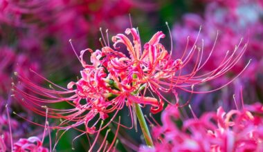 Red Spider Lilies at Kinchakuda Manjushage Park, Saitama. One year ago today.