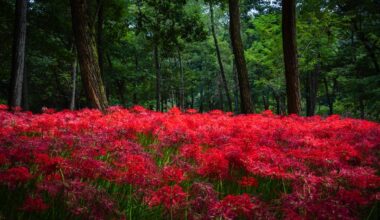 Red Spider Lilies