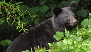 Japan sees unprecedented pace of increase in bear attack victims