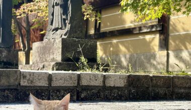 Temple cat at Saishoin, Hirosaki.
