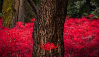 Standing Above the Rest: Autumn in Japan