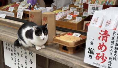 Fushimi Shrine cat hard at work