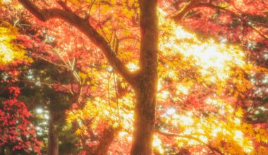 Golden Tree, taken during last year's Fall season