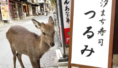 Baby deer in Miyajima