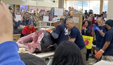 Went to the local Mitsuwa today and they had a bluefin tuna demo. Can’t believe the size of that tuna! The sashimi was also the best I’ve had like ever.