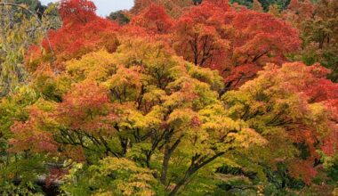 Tree Leaves Colors are changing near Mt. Fuji