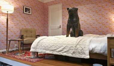 Japan's beloved Hachiko dog statue showcased in pop-up bedroom