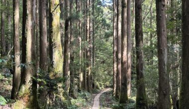 Jōmon Sugi trail, Yakushima